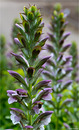 Ungarischer Bärenklau (Acanthus hungaricus)  