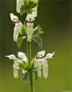 Aufrechter Ziest (Stachys recta)  