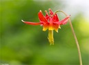 Schöne Akelei (Aquilegia formosa)  