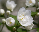 Pfeifensträuch (Philadelphus)