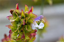 Kreta Salbei (Salvia pomifera)  