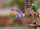 Balkan Salbei (Salvia forskaohlei).  
