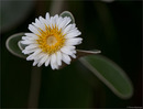 Baumaster (Pachystegia insignis)