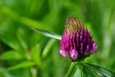 Kleeblüte