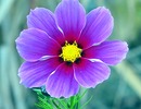 Blume 10