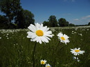 Fotos_Wildpflanzen
