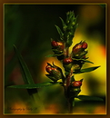 Knospen und Triebe