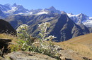 Edelweiss