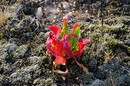 Wildpflanze 