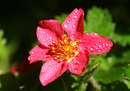 Wilde Erdbeerblüte