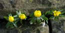 Winterlinge 