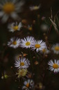 Blümchen im Herbst