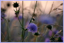 zartes Blau..