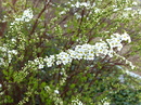 Kleine Blüten sind auch schön.