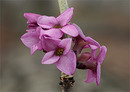 Echter Seidelbast (Daphne mezereum)