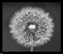 Pusteblume