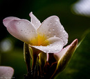 Blüte des "duftenden Frangipani"