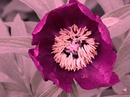 Farbe oder SW