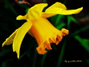 Die Natur