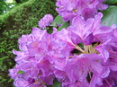 Pink=Love