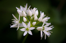Bärlauchblüte