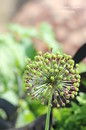 Blume