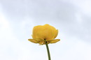 Sumpfdotterblume dem himmel entgegen