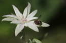 Der Besucher