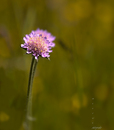 Wiesenblume 2
