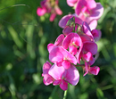 Wicken-Blüte