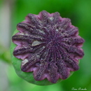 Mohn-Samenkapsel !
