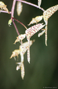 botanischer garten