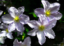 Clematis!