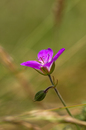 Wiesenstorchenschnabel