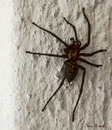 Spinne!!
