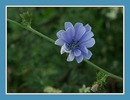 Blaue Blüte