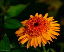 Wunderbare Blüte!