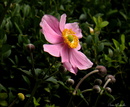 Herbst-Anemone!