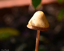 Kleiner Pilz!
