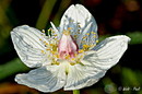 Blüte im Sumpf