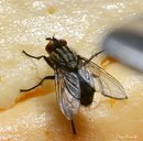 Fliege 2