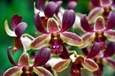 Exotische Blüten I