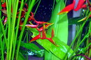 Exotische Blüten II