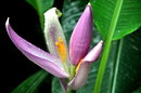 Exotische Blüten V