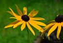 Garten im Herbst 3