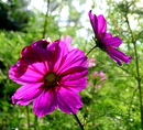 Aus Nachbars Garten!