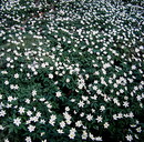 Buschwindröschen (Anemone nemorosa) --- 1. Foto ---