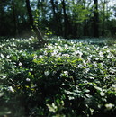 Buschwindröschen (Anemone nemorosa) --- 3. Foto ---