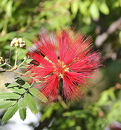 Madeira 5.1