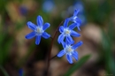 Blaustern - Scilla bifolia